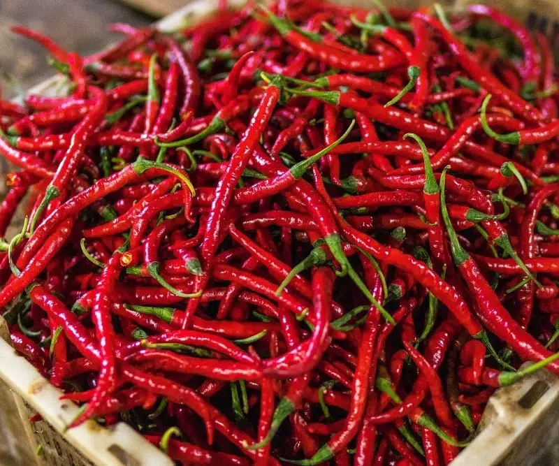 Ljute papricice na gomili